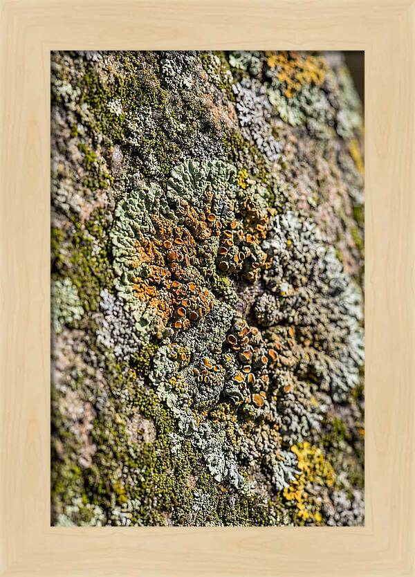 Lichen Patterns On Rock