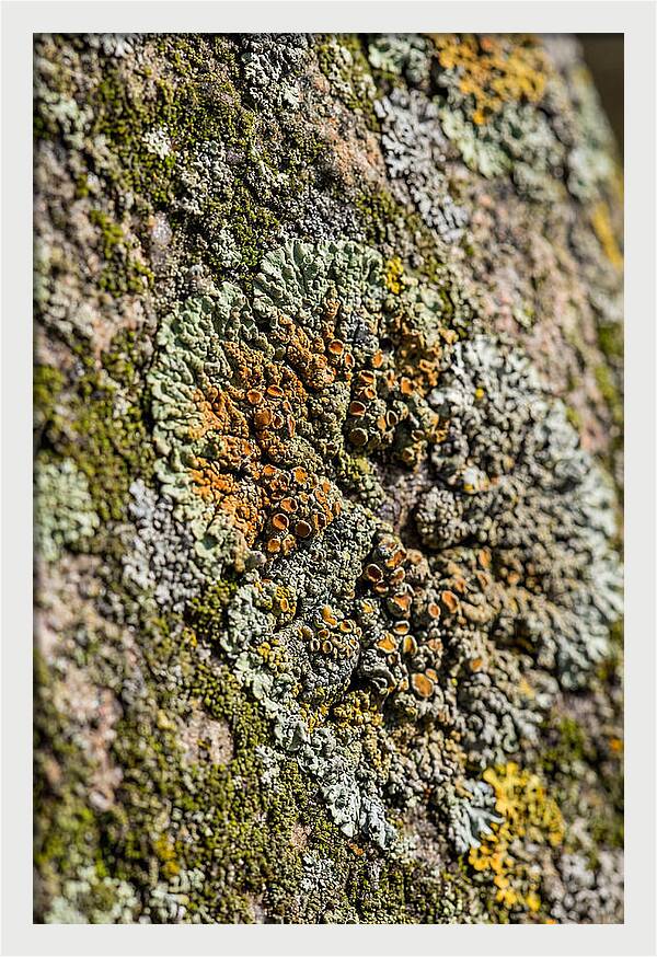 Lichen Patterns On Rock