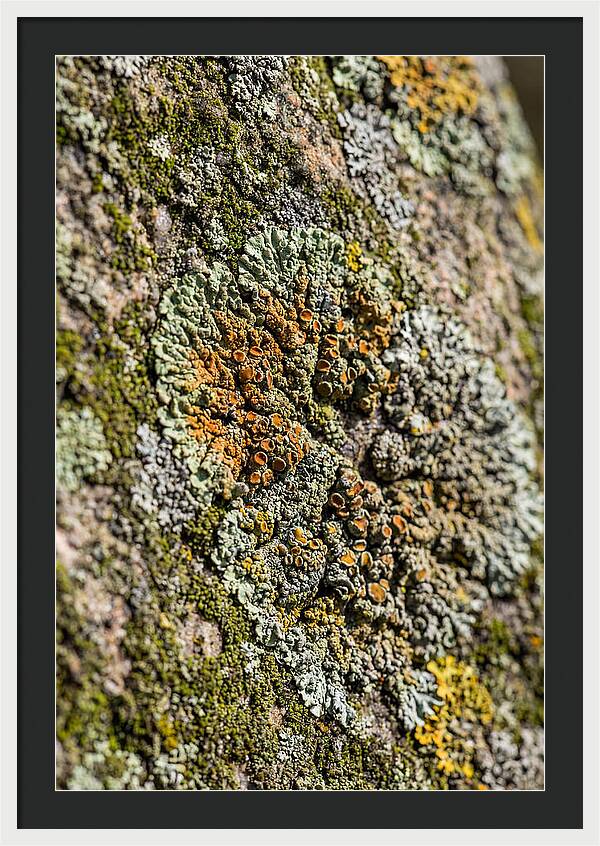 Lichen Patterns On Rock