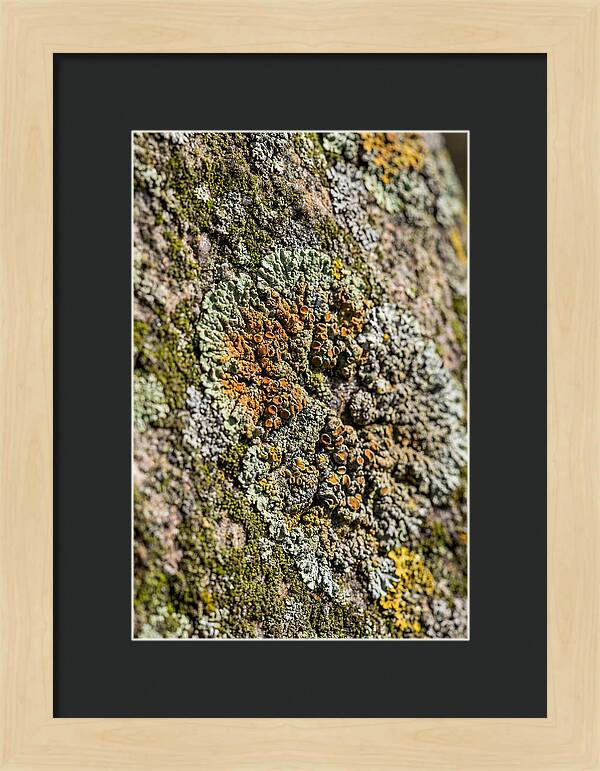 Lichen Patterns On Rock