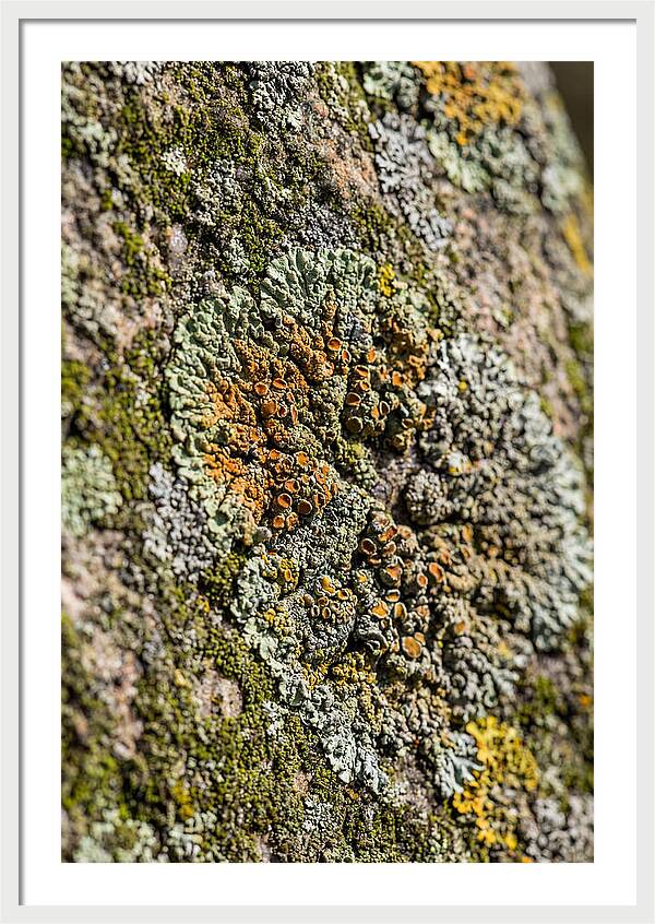 Lichen Patterns On Rock
