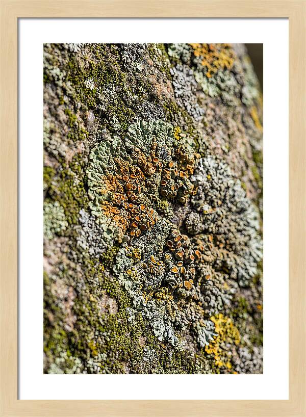 Lichen Patterns On Rock