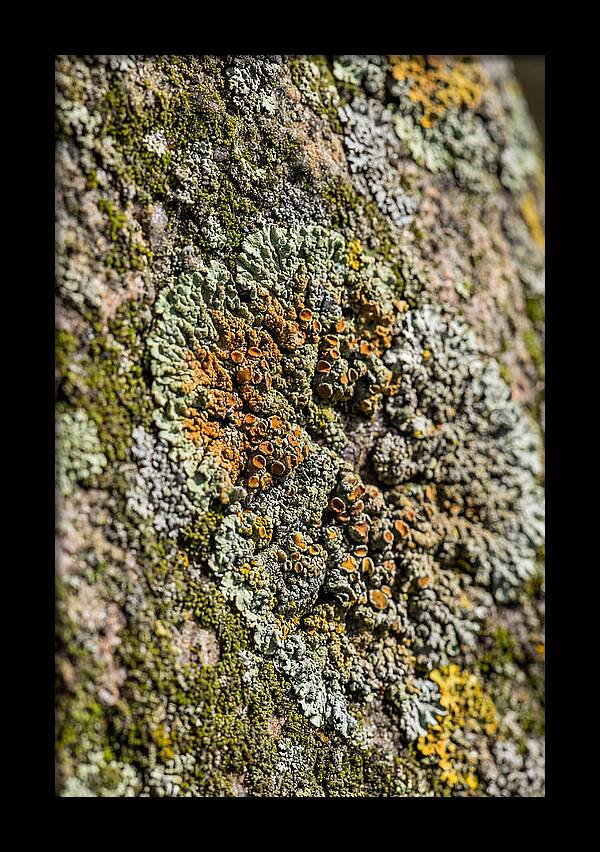Lichen Patterns On Rock