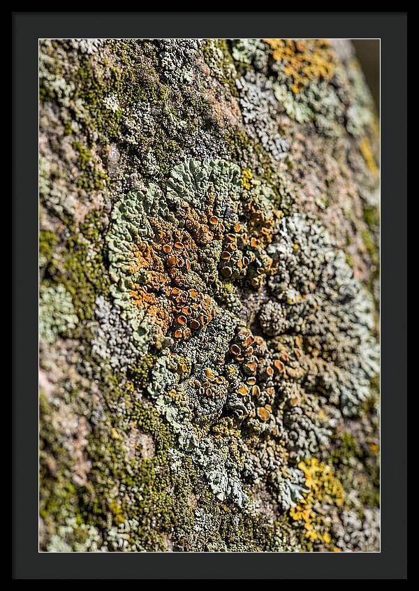 Lichen Patterns On Rock
