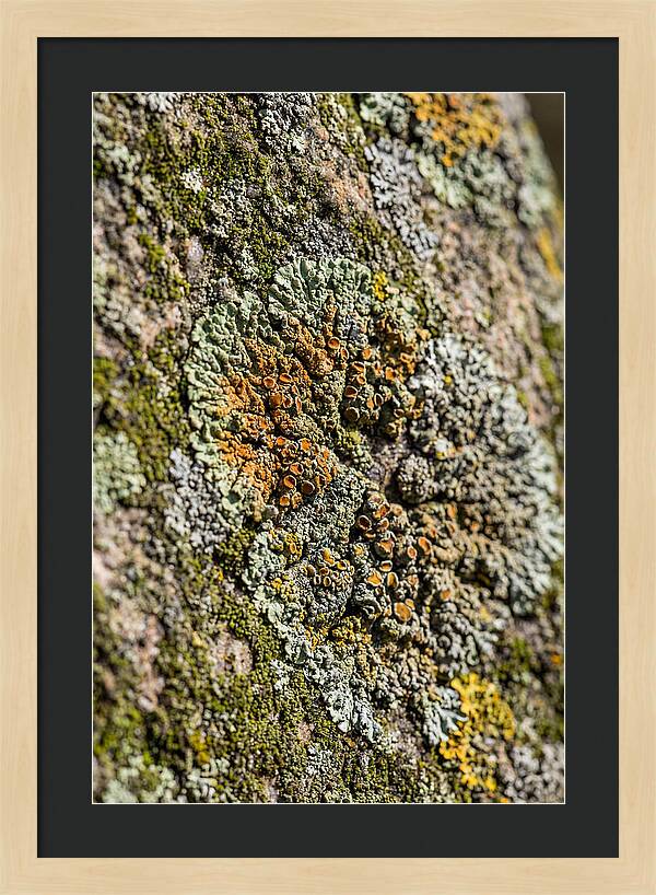 Lichen Patterns On Rock