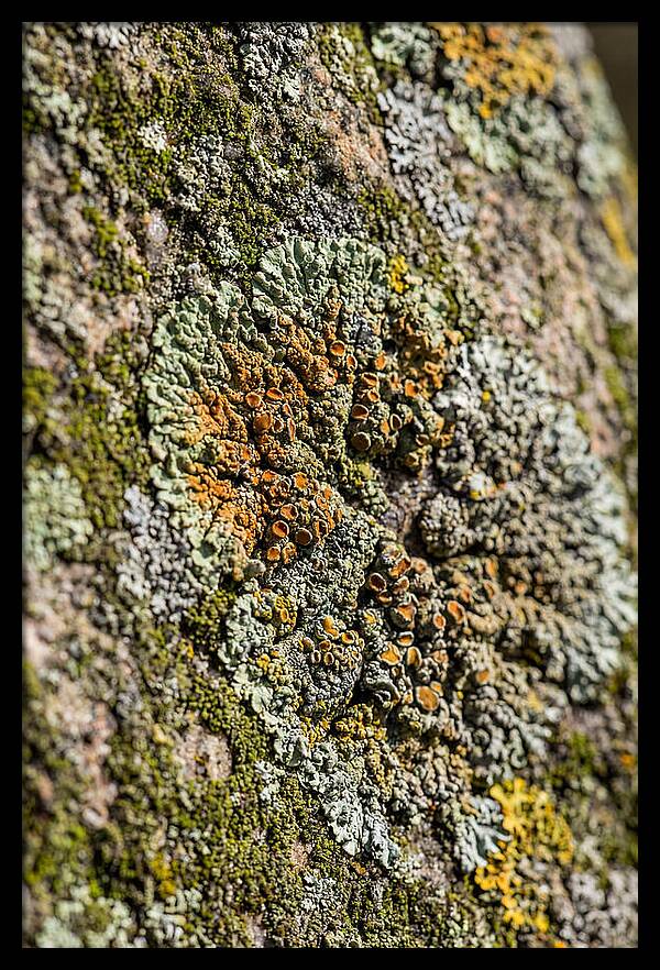 Lichen Patterns On Rock