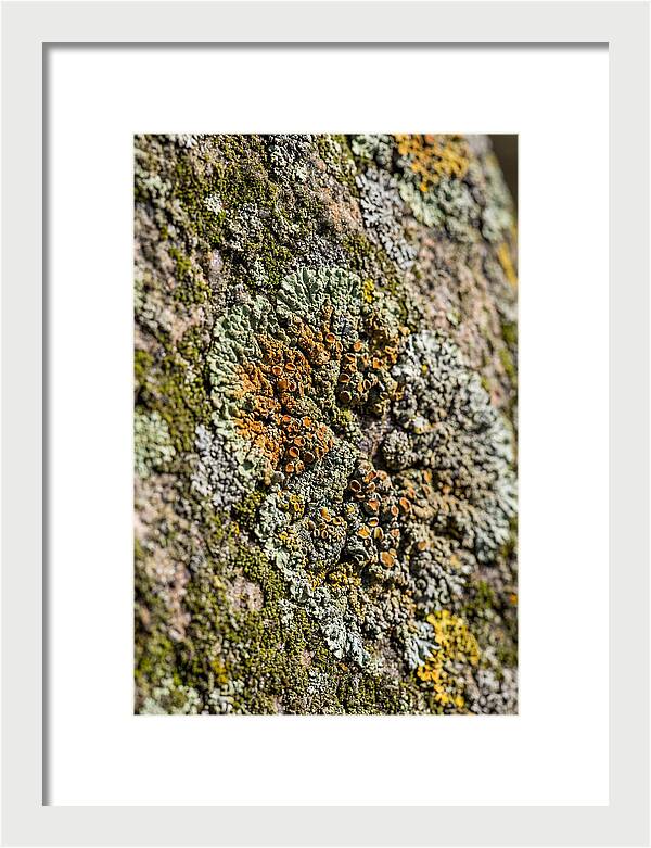 Lichen Patterns On Rock