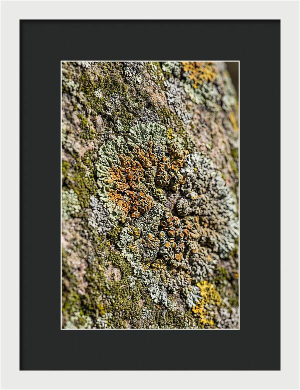 Lichen Patterns On Rock
