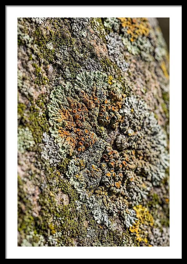 Lichen Patterns On Rock