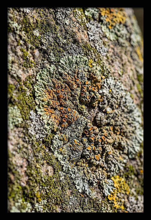 Lichen Patterns On Rock