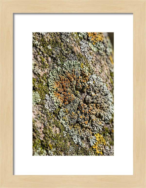 Lichen Patterns On Rock