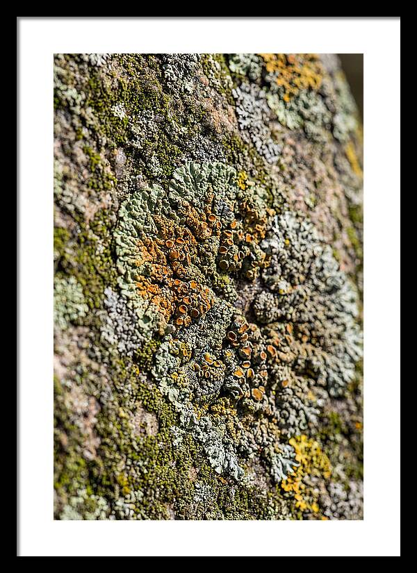 Lichen Patterns On Rock