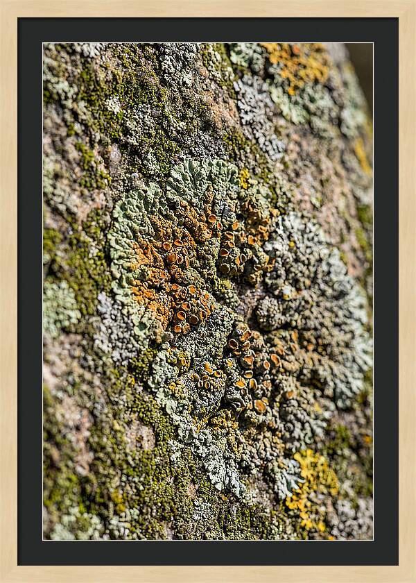 Lichen Patterns On Rock