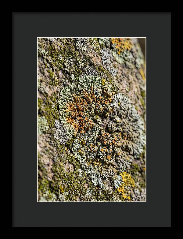 Lichen Patterns On Rock