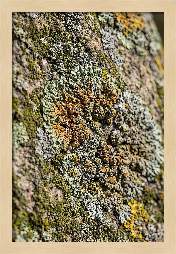 Lichen Patterns On Rock