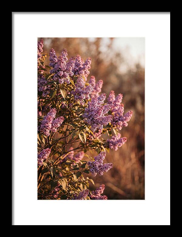 Lilac Bush Heavy With Fragrant Purple Blooms