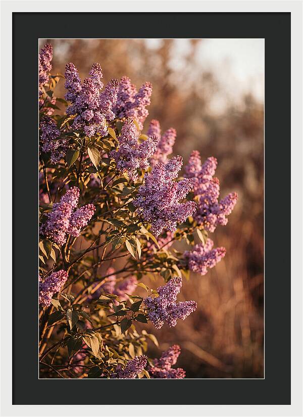 Lilac Bush Heavy With Fragrant Purple Blooms