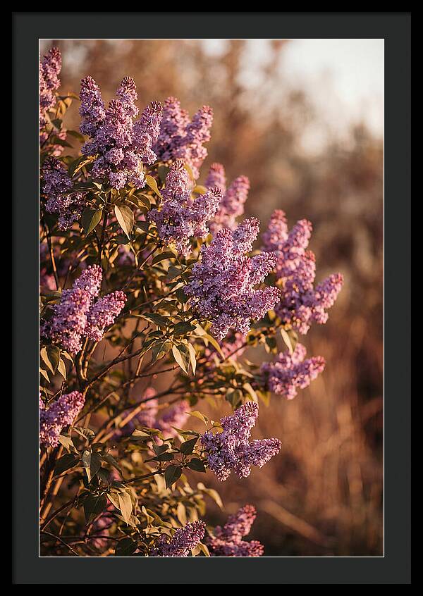 Lilac Bush Heavy With Fragrant Purple Blooms