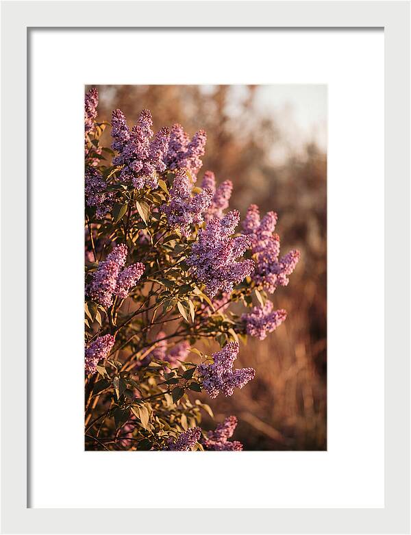 Lilac Bush Heavy With Fragrant Purple Blooms