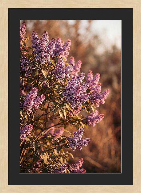 Lilac Bush Heavy With Fragrant Purple Blooms