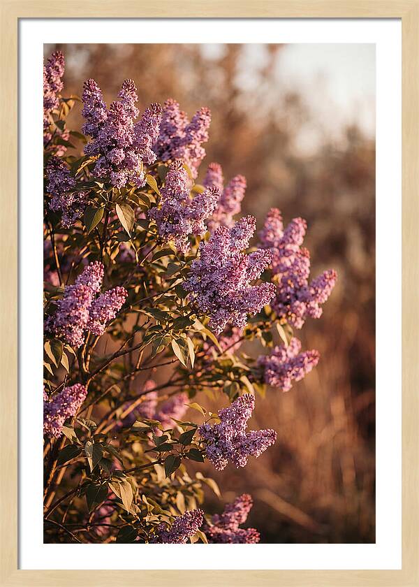 Lilac Bush Heavy With Fragrant Purple Blooms
