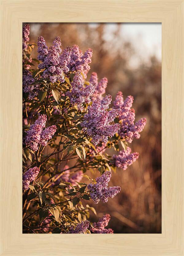 Lilac Bush Heavy With Fragrant Purple Blooms