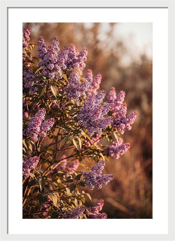 Lilac Bush Heavy With Fragrant Purple Blooms