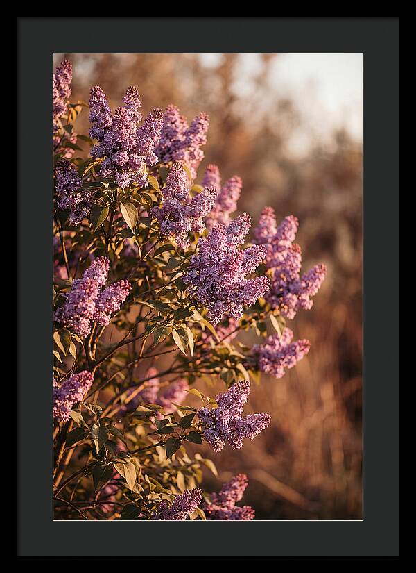 Lilac Bush Heavy With Fragrant Purple Blooms