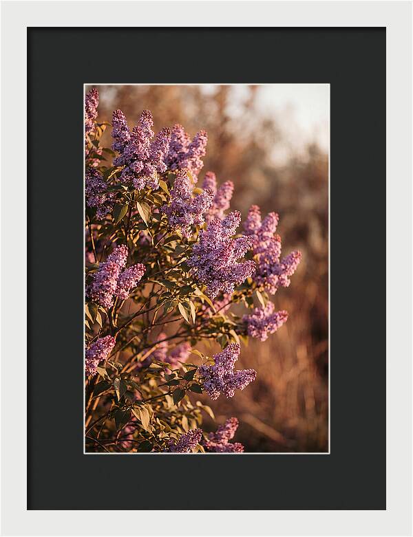 Lilac Bush Heavy With Fragrant Purple Blooms