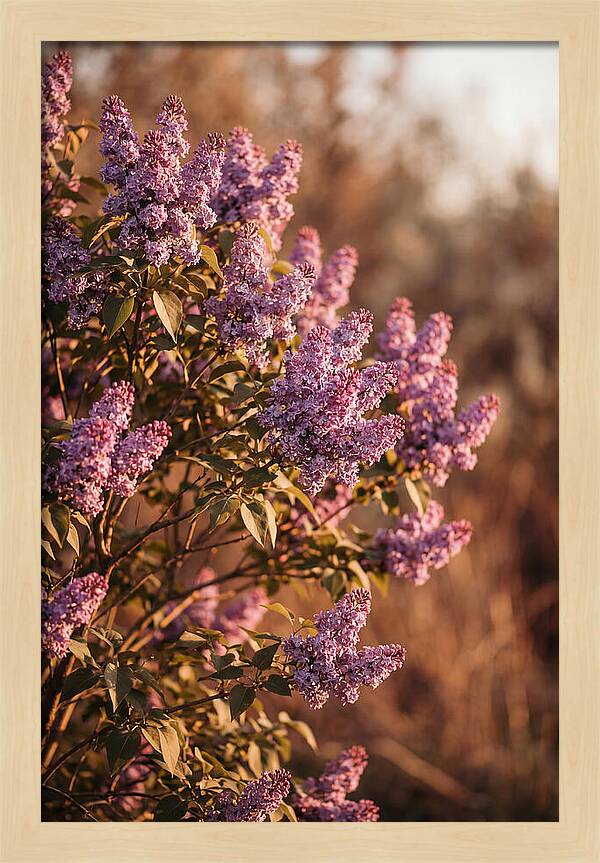 Lilac Bush Heavy With Fragrant Purple Blooms