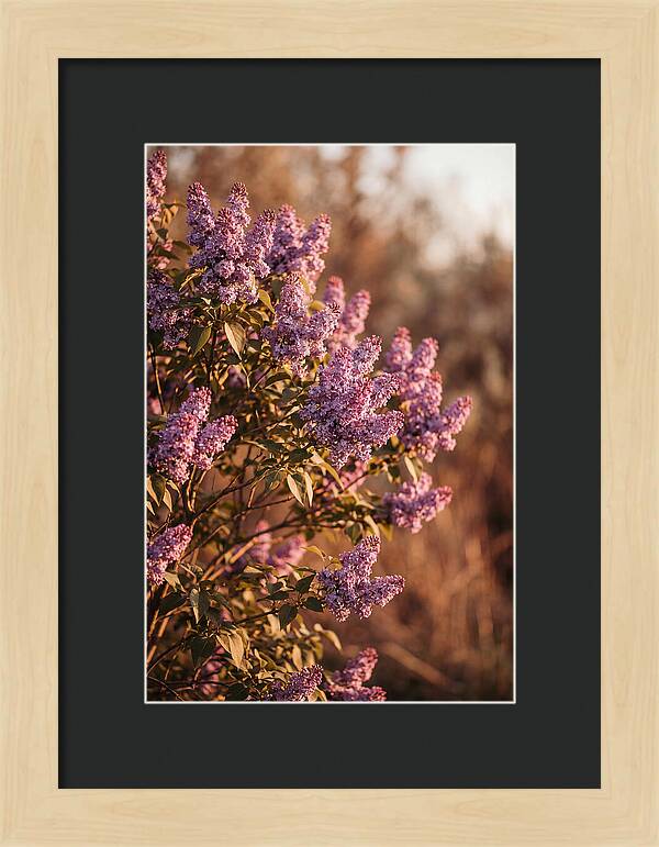 Lilac Bush Heavy With Fragrant Purple Blooms