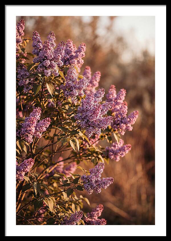 Lilac Bush Heavy With Fragrant Purple Blooms
