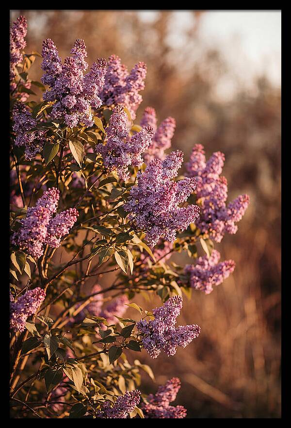 Lilac Bush Heavy With Fragrant Purple Blooms