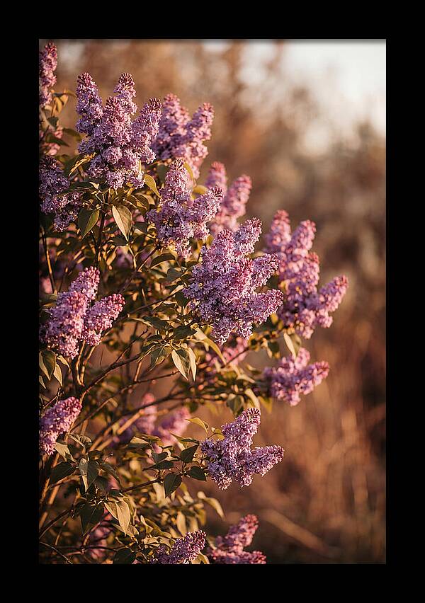 Lilac Bush Heavy With Fragrant Purple Blooms