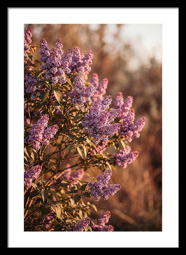 Lilac Bush Heavy With Fragrant Purple Blooms