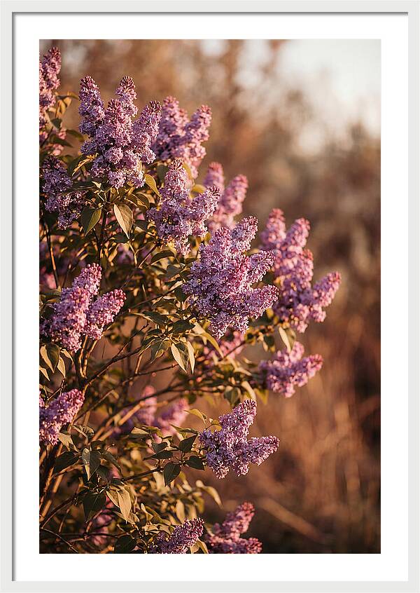 Lilac Bush Heavy With Fragrant Purple Blooms