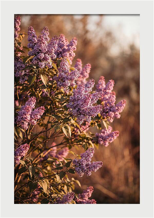 Lilac Bush Heavy With Fragrant Purple Blooms
