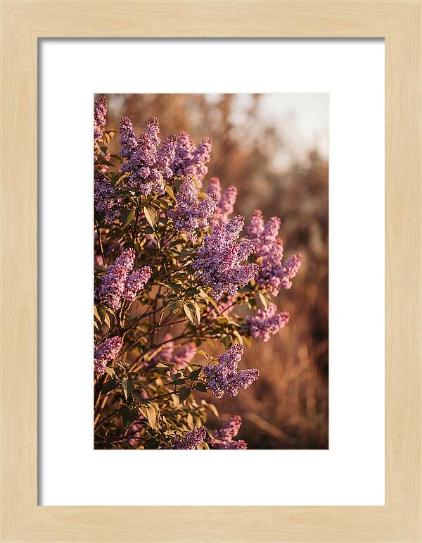 Lilac Bush Heavy With Fragrant Purple Blooms