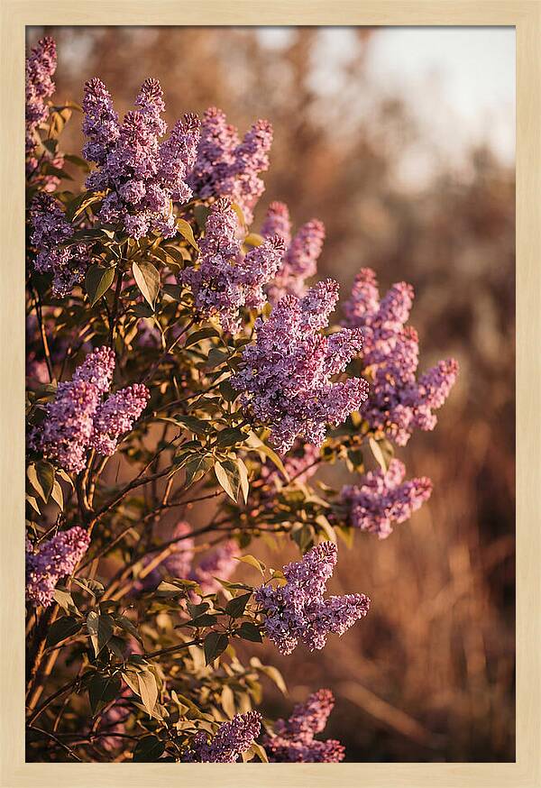 Lilac Bush Heavy With Fragrant Purple Blooms