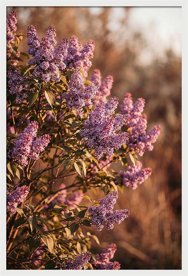 Lilac Bush Heavy With Fragrant Purple Blooms