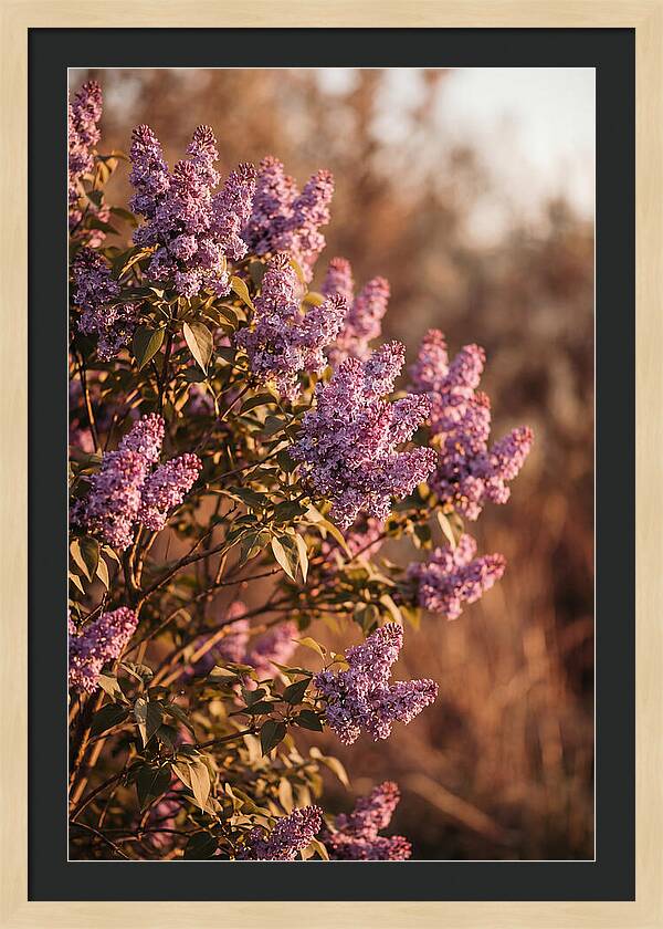 Lilac Bush Heavy With Fragrant Purple Blooms