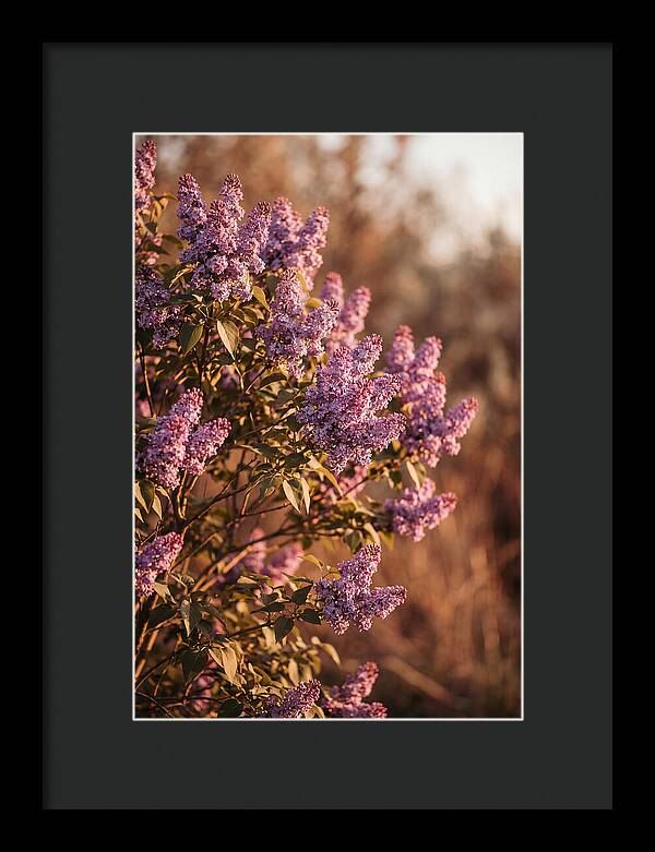 Lilac Bush Heavy With Fragrant Purple Blooms