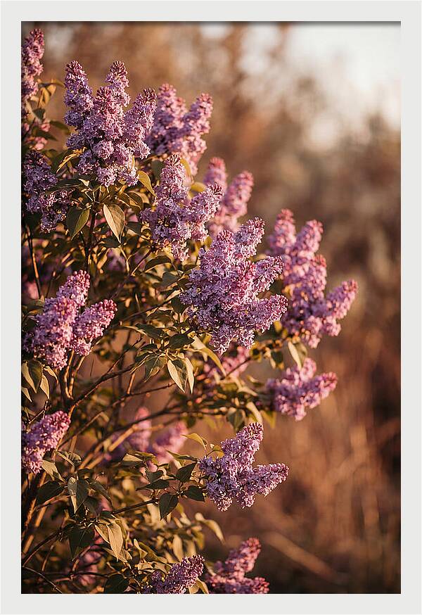 Lilac Bush Heavy With Fragrant Purple Blooms