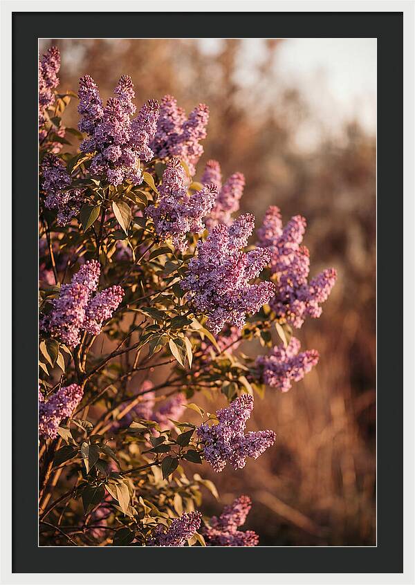Lilac Bush Heavy With Fragrant Purple Blooms