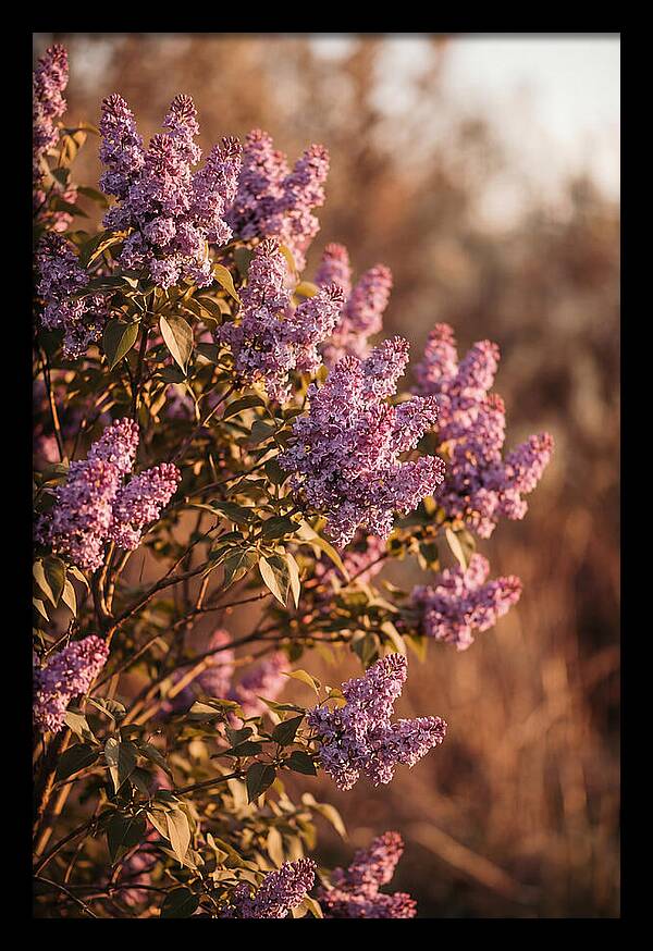 Lilac Bush Heavy With Fragrant Purple Blooms