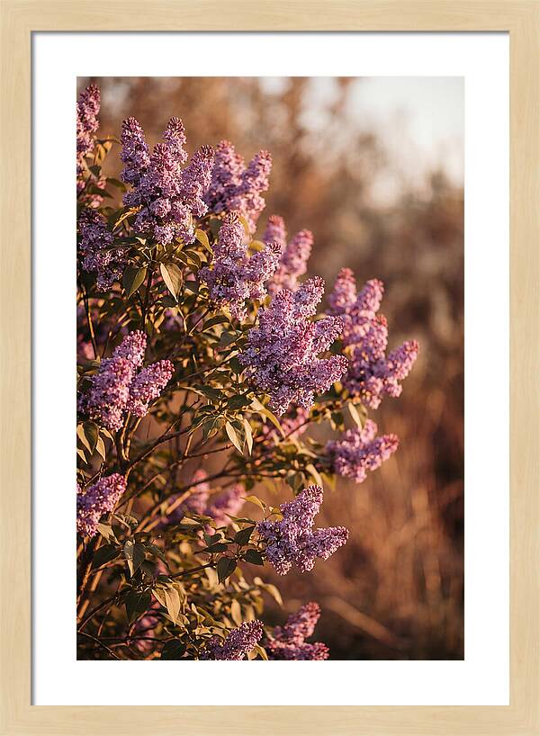 Lilac Bush Heavy With Fragrant Purple Blooms