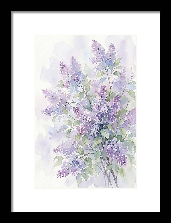 Lilac Bush In Bloom