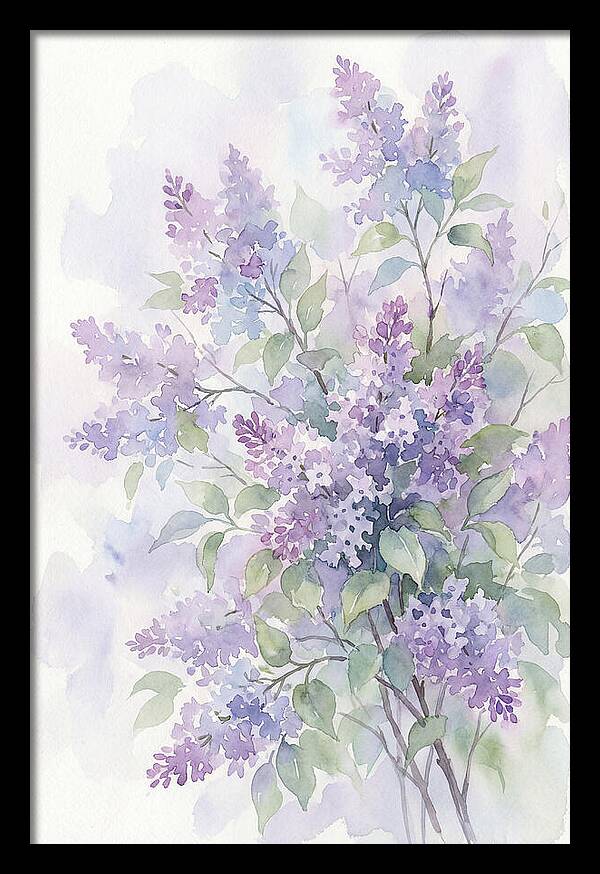 Lilac Bush In Bloom