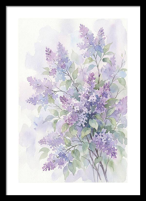 Lilac Bush In Bloom