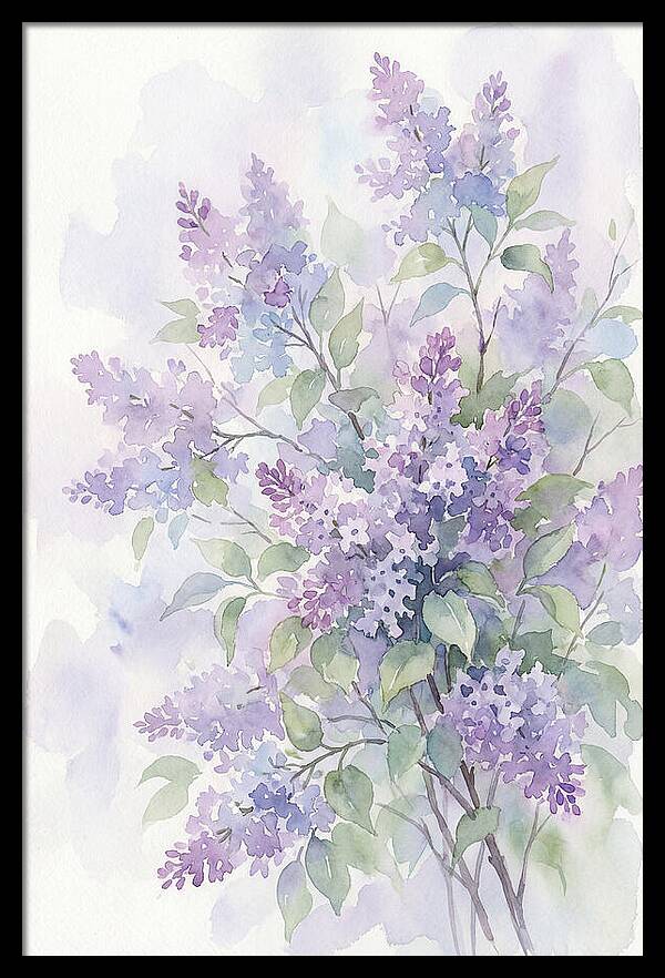 Lilac Bush In Bloom